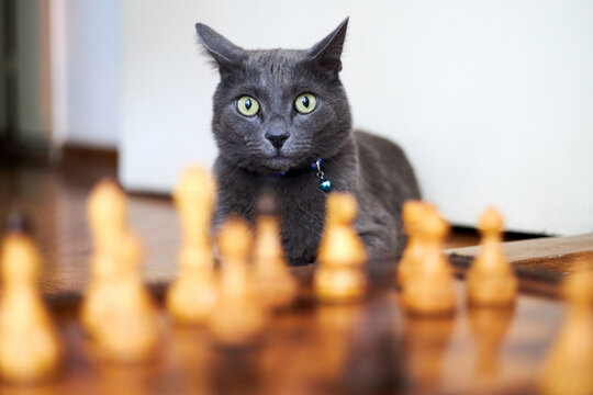 Cat posing next to chess pieces on a chessboard