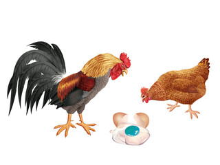 coq, oeuf au plat, poêle, poêlé, poule, oiseau, ferme, oeuf, coloré, étonné, étonnant, drapeau, regardant, français, domestique, couple, cassé, nature, volaille, lgbt, poussin, bleu, rose, vert, drape