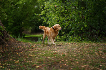 Shot of cheerful domestic dog golden retriever breed walking in forest in summertime.