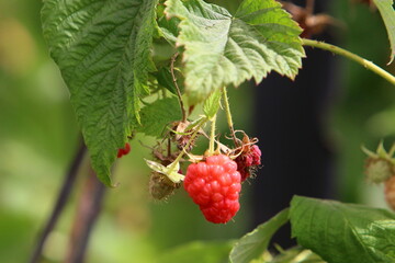 Raspberry bushes with ripe berries in the city park.