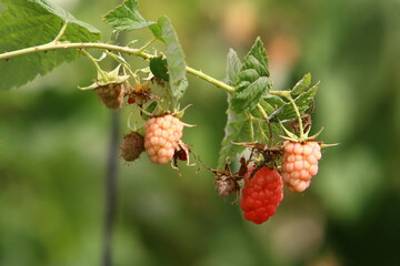Raspberry bushes with ripe berries in the city park.