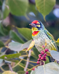 A Coppersmith barbet in search of food