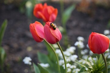 Bee sits on a red tulip in the garden. Insect pollinates a flower