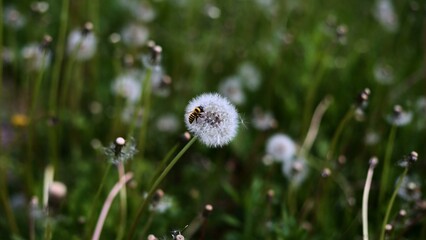 Bee sits on a dandelion, dandelion fluff with a bee that pollinates flowers.