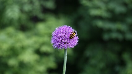 Bee pollinates a purple flower on the lawn.