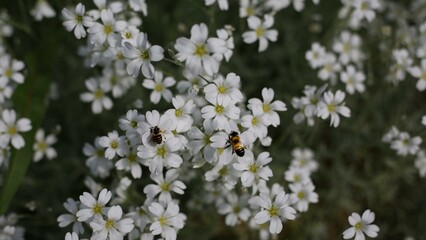 Bee sits on the white leaves of a blossoming apple tree, bee pollinating flowers