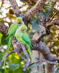 A pair of rose ring parakeet perching