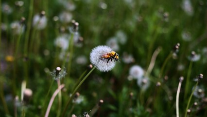 Fototapeta premium Bee sits on a dandelion, dandelion fluff with a bee that pollinates flowers.