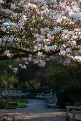 Beautiful Light Pink Magnolia Tree with Blooming Flowers during Springtime in English Garden, UK. Spring floral background