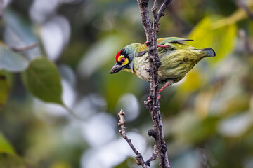 A Coppersmith Barbet looking down