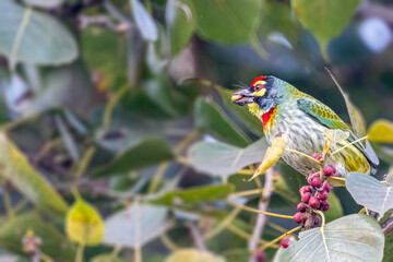 A Coppersmith barbet having food