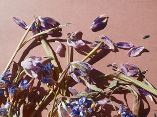 Vintage bunch of dried, wilted purple tulip flowers with dried leaves on earth tone background....