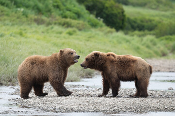 Fototapeta premium Alaskan brown bears at McNeil River