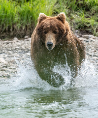Fototapeta na wymiar Alaskan brown bear running in water