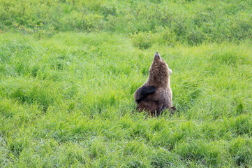 Alaskan brown bear scratching in an open meadow