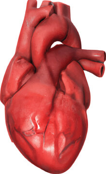 Human heart anatomy vector illustration health medical organs part vein anatomy