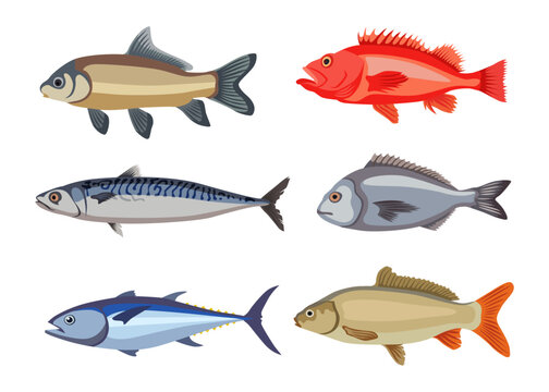 Freshwater fish of different types cartoon illustration se. Herring, mackerel, bream, catfish, sardine, halibut, anchovy isolated on white background. Seafood, fishery, river animal concept