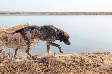 A hunting dog is looking for prey near the river bank. The kurtshaar dog breed is a good game hunter.