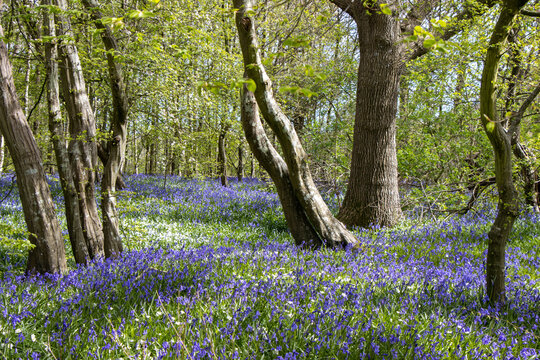 Carpet of bluebells in the woods at Arlington, East Sussex.