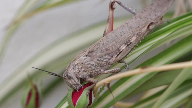 Video of a grasshopper (Caelifera) devouring a rose bud in a rosebush