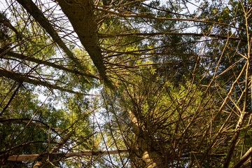 Forêt de sapins avec du soleil sur leurs cime 