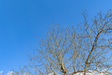 Dry beautiful crown of a walnut tree against a blue sky with rare fruits on bare branches. Bottom view of a large walnut crown without leaves. Background image of late autumn and early spring