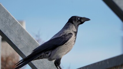 crow on a wire