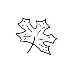 Autumn fallen maple leaf. Black and white vector isolated illustration hand drawn doodle. Single item, print or card. Fall season