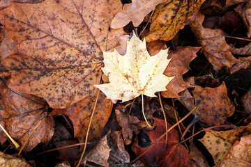 fallen autumn leaves on the ground