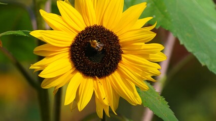 Obraz premium sunflower in the garden