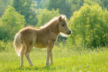 Miniature Horse foal stands in meadow