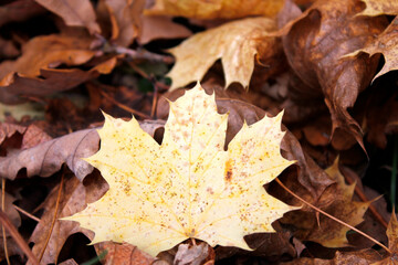 maple autumn leaves on the ground
