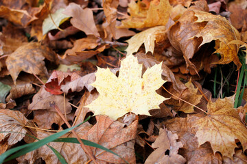 maple autumn leaves on the ground