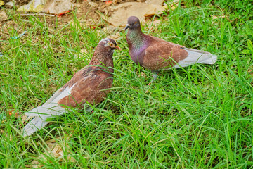 Two pigeons on the green grass