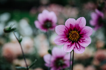 Obraz premium dahlie, dahlia, dahlien, blüte auf der Insel Mainau im Bodensee. Dahlienblüte im Spätsommer oder Herbst