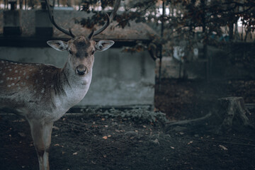 Mr deer