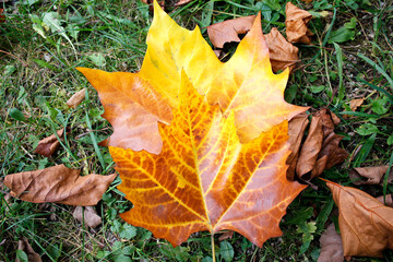 autumn leaves on the grass