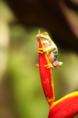 Red eyed tree frog on flower at border of Panama and Costa Rica in the tropical rainforest, cute night animal with vivid colors and big eye, agalychnis callidryas