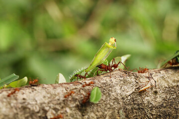 Leaf-Cutter Ant, atta sp., Adult carrying Leaf Segment to Anthill, Costa Rica