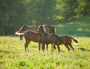 Fototapeta premium Horse foals socialize in open pasture with mare nearby