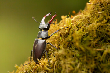 Male stag beetle, Lucanus cervus, with enlarge mandible on mossy tree, largest beetle in Europe