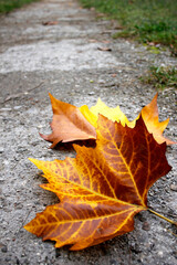 autumn leaves on the ground