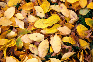 directly above shot of yellow and brown and golden autumn leaves on the ground in the grass in the park