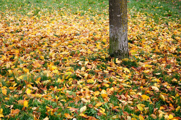 fallen yellow golden brown autumn leaves in the park on the grass