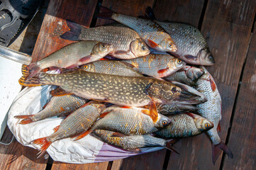 Lots of different fish caught in the boat. Fishing on the river in a boat, a big catch of fishermen. Fishing with spinning and nets, a male hobby. Commercial fishing.