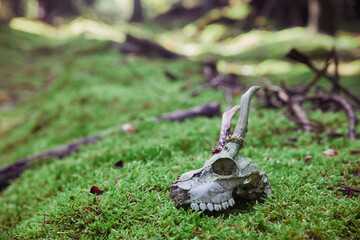 Skull of a young deer in the forest © Виктор Осипенко
