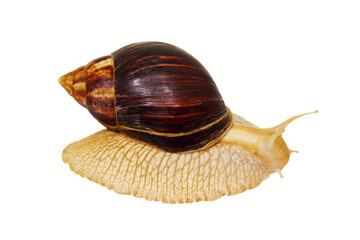 Achatina snail.Giant african snail. Isolated.