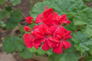 red geranium flowers seen up close, isolated on green background