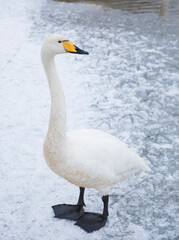 Portrait of whooper swan on the snow of a winter lake