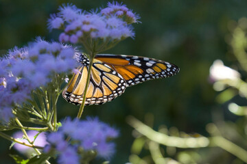 Fototapeta na wymiar monarch butterfly danaus plexippus with blue mistflower 
